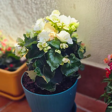 公寓 Country View 梅利哈