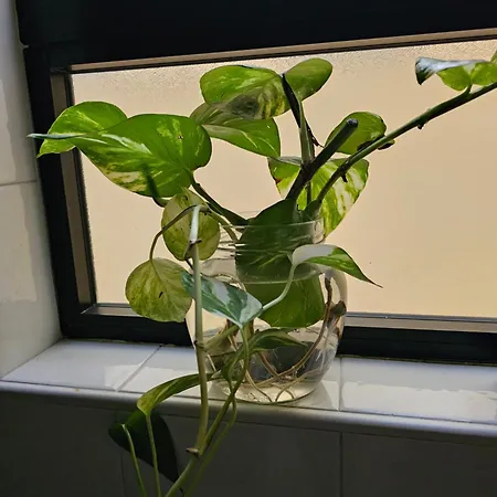 Apartament Country View