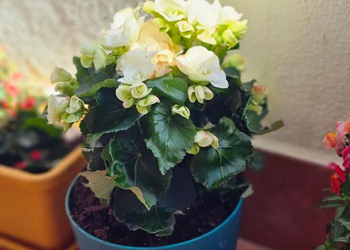 Apartment Country View Mellieha